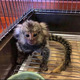 Imagine anunţ O maimuță marmoset minunată pentru adopție