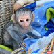 Imagine anunţ Superbe pui de maimuță capucină de vânzare