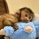 Imagine anunţ Imblanzi maimute capucine de vanzare