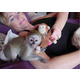 Imagine anunţ Maimuță Capucină adorabilă pentru adopție