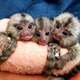 Imagine anunţ Minunate maimuțe marmoset de vânzare