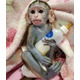 Imagine anunţ Maimuță Capucină crescută la domiciliu pentru adopție