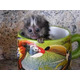 Imagine anunţ Maimuțe marmoset sănătoase au nevoie de o casă nouă