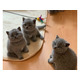 Imagine anunţ British shorthair kittens for sale