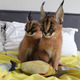 Imagine anunţ Lovely Caracal Kittens for Sale