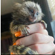 Imagine anunţ Maimuță marmoset pigmee fermecătoare de vânzare