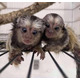Imagine anunţ Maimuțe Marmoset pentru Adopție