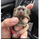 Imagine anunţ Maimuță Marmoset sănătoasă disponibilă