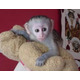 Imagine anunţ Maimuță marmoset fermecătoare pentru adopție