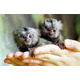 Imagine anunţ Maimuțe Capuchine Pentru Adopție