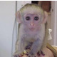 Imagine anunţ Maimuțe capucine disponibile