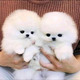 Imagine anunţ Pomeranian mini Boo