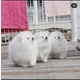 Imagine anunţ Pui Pomeranian sănătoși, care au nevoie de o nouă casă