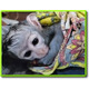 Imagine anunţ Scutece Maimuță Capucină dresată Copii pentru adopție