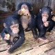 Imagine anunţ Cimpanzeu sănătos de vânzare