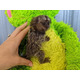 Imagine anunţ Frumoase maimuțe marmoset pentru adopție