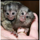 Imagine anunţ Maimuțe marmoset frumoase disponibile