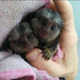 Imagine anunţ Maimuțe marmoset îmblânzite sunt disponibile