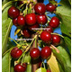 Imagine anunţ Pomi columnari pitici, caisi, nectarin-10+5 gratis anul 3