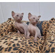 Imagine anunţ Beautiful Sphynx Kittens available