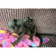 Imagine anunţ Frumoase maimuțe marmoset gata pentru casa ta