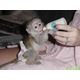 Imagine anunţ Minunată maimuță capucină minunată pentru adopție