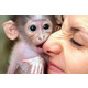 Imagine anunţ Minunate maimuțe capucin de vânzare