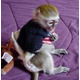 Imagine anunţ Uimitoare maimuță capucină pentru tine