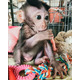 Imagine anunţ maimuță capucină sănătoasă