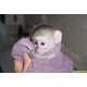 Imagine anunţ Excelenți pui de maimuțe capucin pentru adopție