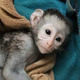 Imagine anunţ Maimuțe Capuchine adorabile disponibile