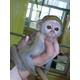 Imagine anunţ Maimuțe Capucine inteligente pentru adopție