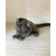 Imagine anunţ Maimuțe marmoset superbe pentru adopție