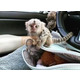 Imagine anunţ Pereche de maimuțe marmoset de vânzare