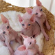 Imagine anunţ Pisicuțe frumoase Sphynx de vânzare