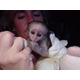 Imagine anunţ Pui de maimuță capucină masculi și femele de vânzare