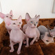 Imagine anunţ Sphynx Kittens sunt disponibile acum