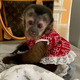 Imagine anunţ maimuță capucină sănătoasă