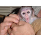 Imagine anunţ De vânzare maimuțe capucine îmblânzite