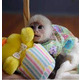 Imagine anunţ Femela maimuță capucină de vânzare