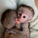 Imagine anunţ Frumoase maimuțe capucine pentru relocare