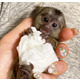 Imagine anunţ Maimuță marmoset drăguță pentru re-așezare