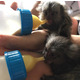 Imagine anunţ Maimuță marmoset fermecătoare disponibilă pentru vânzare