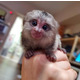 Imagine anunţ Maimuță marmoset pigmeă crescută manual de vânzare