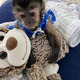 Imagine anunţ Maimuțe capucinine fermecătoare de vânzare