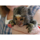 Imagine anunţ Maimuțe marmoset gata de adopție