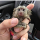 Imagine anunţ Maimuțe marmoset masculi și femele de vânzare