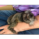 Imagine anunţ Maimuțe marmoset pigmee pentru adopție