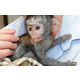 Imagine anunţ Pui de maimuță capucină uimitoare și afectuoase