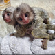 Imagine anunţ Scutecele dresau maimuțe marmoset pentru familii drăguțe